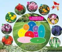 Які квіти саджати кубанцям на клумбах клумбах