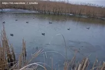 Як правильно розставляти опудала качок, Рибалка та полювання качок