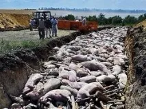 Як знищують українське селянство свиней