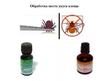 Як витягти кліща самостійно самостійно