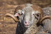 Як живе казахський мільйонер його
