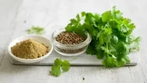 Кінза корисні властивості, протипоказання, лікування кінзою кінза