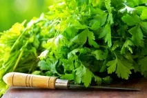 Кінза корисні властивості, протипоказання, лікування кінзою корисні