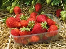 Descrierea căpșunilor Alba și caracteristicile soiurilor, bolilor și dăunătorilor