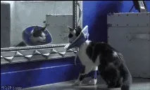 Для кішки ми просто мавпи. його