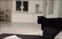 Для кішки ми просто мавпи. просто