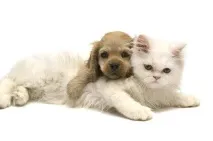Щоденник собаки щоденник