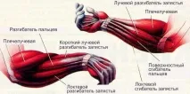 Комплекс вправ для кистей рук та передпліч комплекс