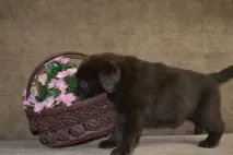 починається