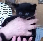 Кошенята від полінезійської кішки в Новосибірську. кошенята