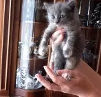 Кошенята від полінезійської кішки в Новосибірську. новосибірську