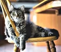 Котокафе Котики та люди (антикафе) на Гіляровського котики