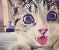 Котокафе Котики та люди (антикафе) на Гіляровського котокафе