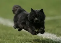 O pisică neagră frumoasă a fugit pe teren în timpul unui meci de rugby din Australia