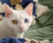 Кішки у Туреччині Туреччині