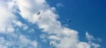 Ластівки літають високо в небі – прикмета небі