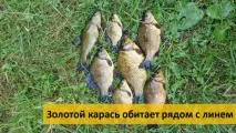 карася