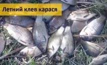 карася