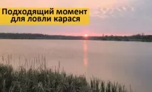карася