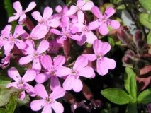 Мильнянка базилікоподібна (Saponaria ocymoides) ocymoides
