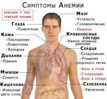 MCV в аналізі крові причини порушення та лікування аналізі
