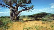 Пам’ятки Могадішо (7) фото та опис Опис