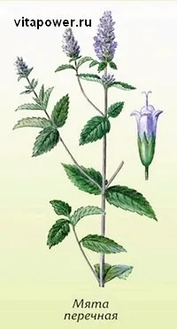 М’ята на лікування захворювань лікування