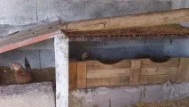 Мускусні качки Спарювання качки
