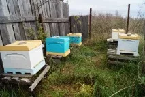 Бджоляр, що починає, Бджільництво на Півночі бджільництво