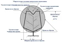 Обрізка карликових яблунь покрокова інструкція покрокова