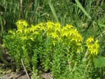 Очиток їдкий (Sedum acre L acre