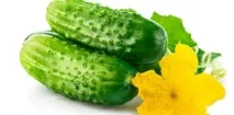 Огірок користь для організму як вибирати та готувати користь