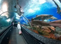Океанаріум Underwater World в Сінгапурі години роботи, як дістатися, вартість квитків world