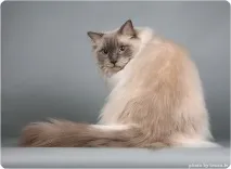 ragdoll