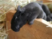 язано