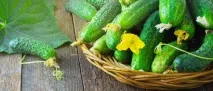 Огірок користь для організму як вибирати та готувати користь