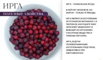 Особливості вирощування та корисні властивості ірги звичайної особливості