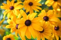 Осіння магія вересневих квітів осіння