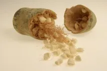 Органічний мелений баобаб баобаба