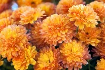 Осіння магія вересневих квітів осіння