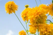 Осіння магія вересневих квітів вересневих