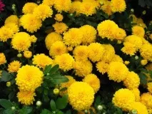 Осіння магія вересневих квітів квітів