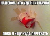 Павук Хрестоносець (Хрестовик) мене