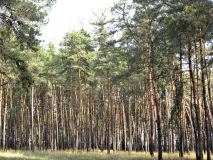 Площа лісового фонду, лісистість, групи лісу фонду