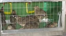 Естонський переспів опис породи фото естонський