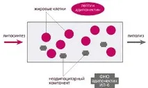 Ендокринна функція жирової тканини тканини