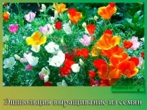 посадки