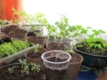 Якщо розсада на підвіконні витягується Якщо