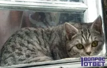 Чому не можна дивитися в очі кішці Причина заборони, небезпека погляду кішки для людини дивитися