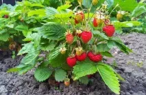 ЧОМУ НЕ ПЛОДОНОСИТЬ ПОЛУБНИКА СІМ ВАЖЛИВИХ ПРИЧИН ВІДСУТНІСТЬ ЯГОД - Сяйво Життя важливих